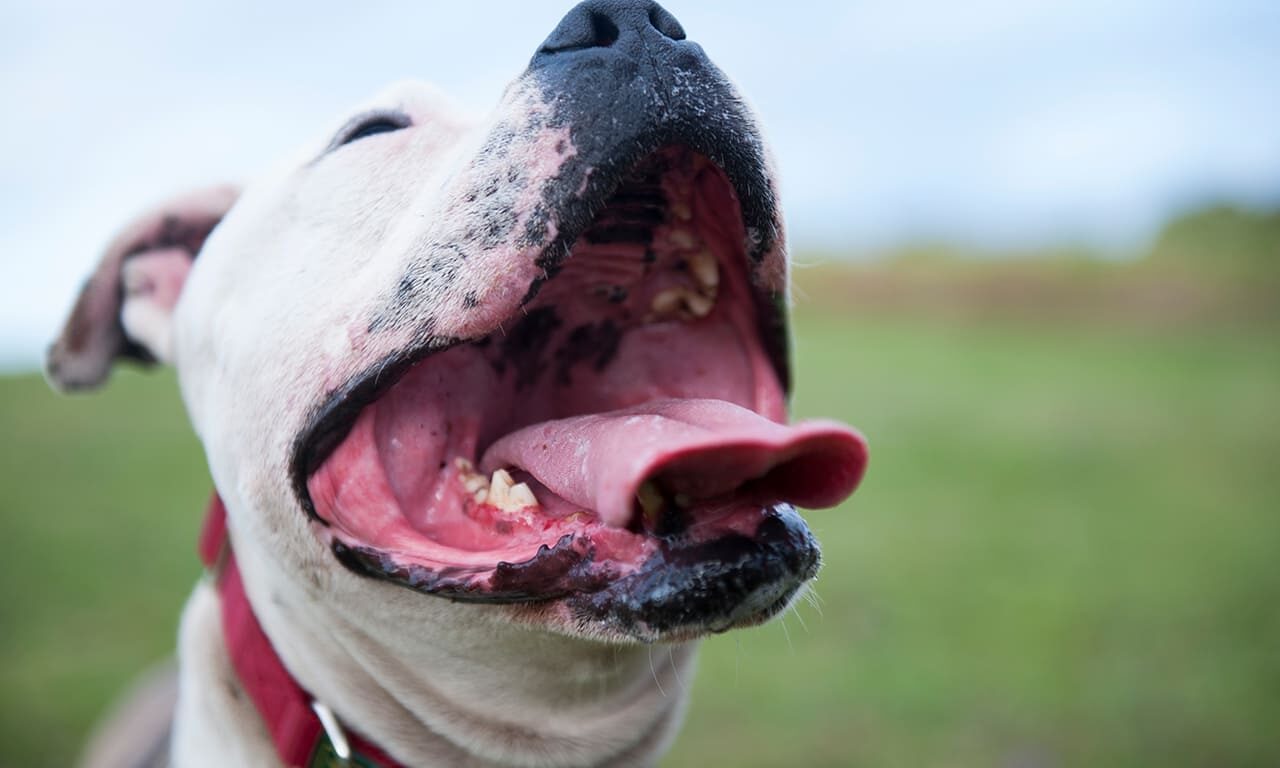 mau-halito-canino-tratada