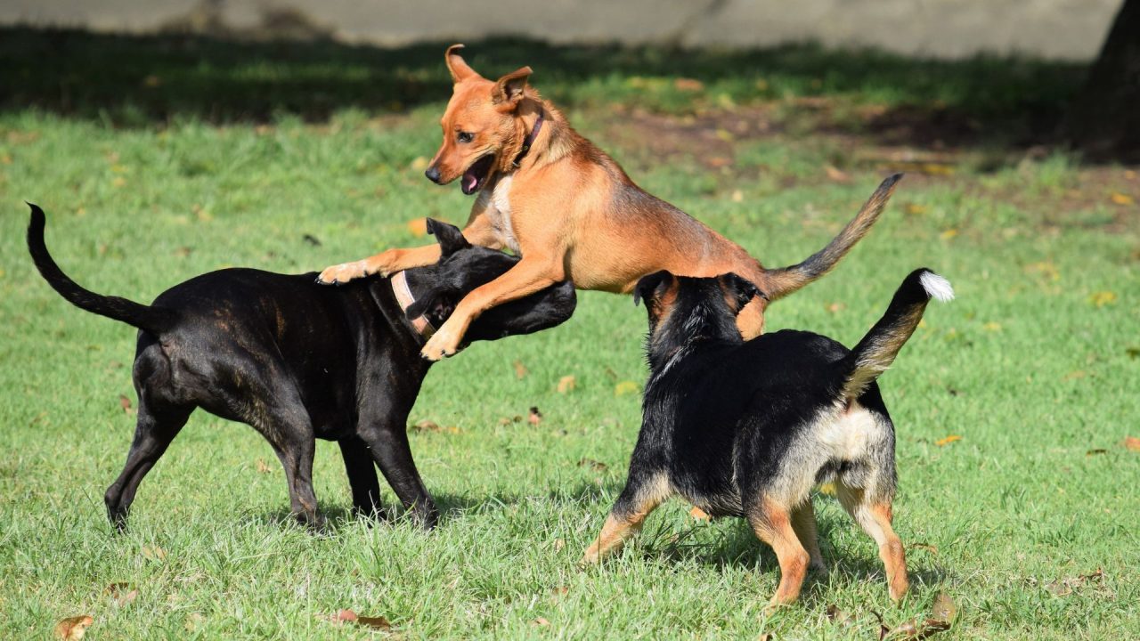 vários-cachorros